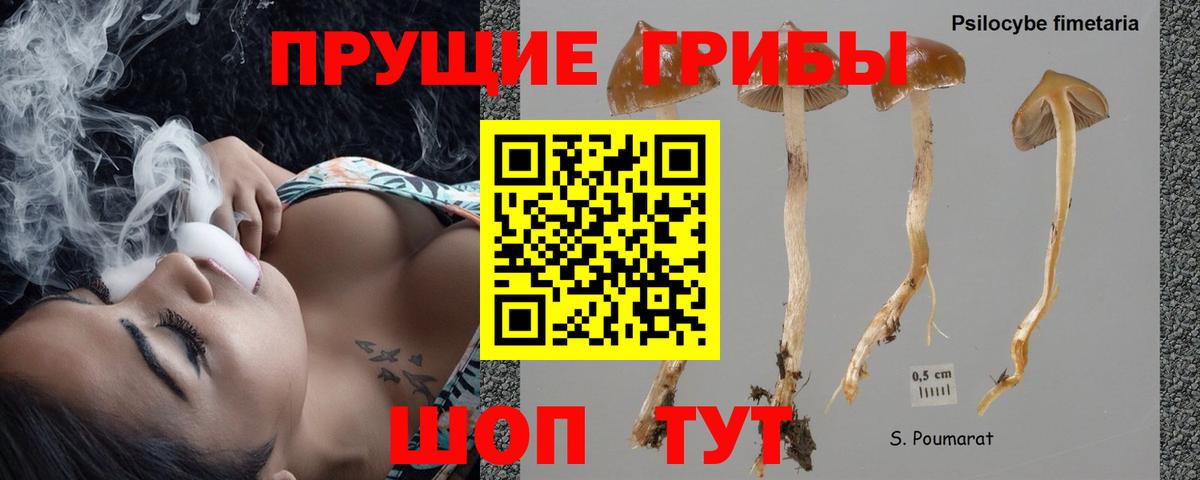 наркотики  Усть-Илимск  Псилоцибиновые грибы Psilocybe 